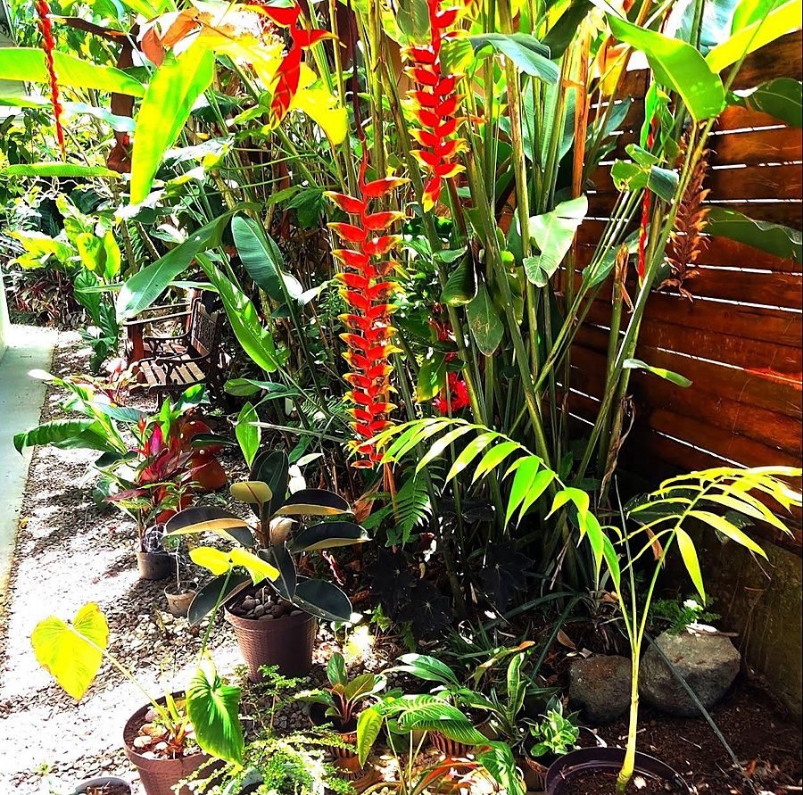 Tropical garden with red heliconias and a wooden bench